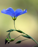 Screenshot №1 pro téma Blue Flower 128x160
