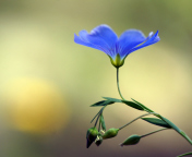 Screenshot №1 pro téma Blue Flower 176x144