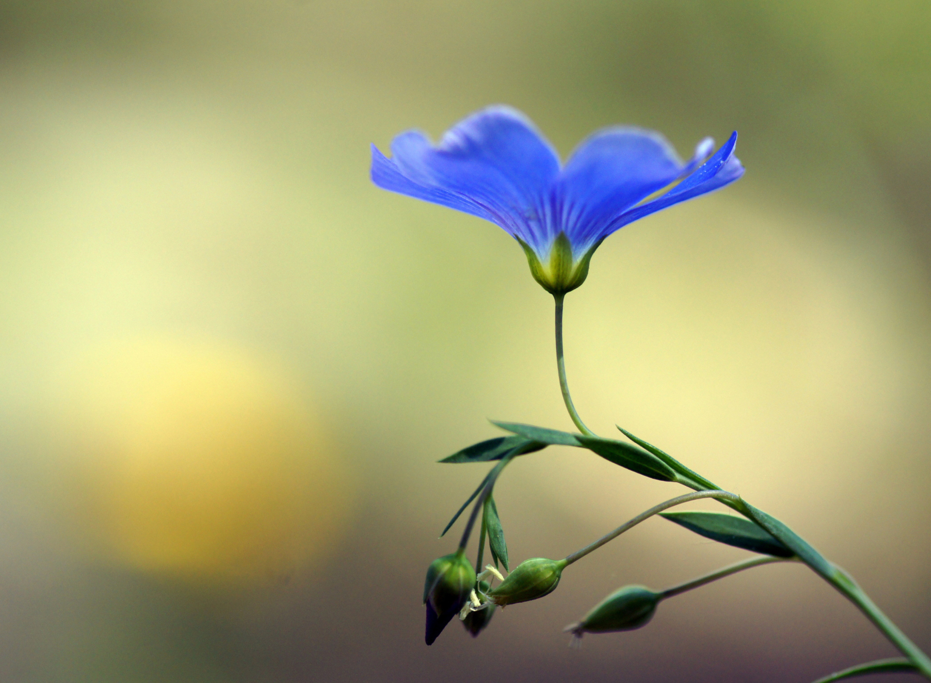 Fondo de pantalla Blue Flower 1920x1408