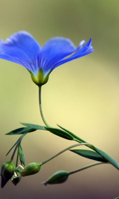 Screenshot №1 pro téma Blue Flower 240x400