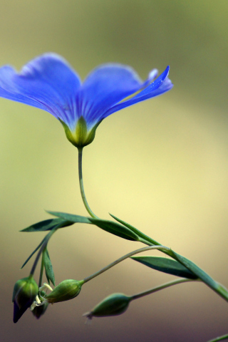 Screenshot №1 pro téma Blue Flower 320x480