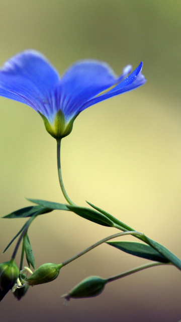 Fondo de pantalla Blue Flower 360x640