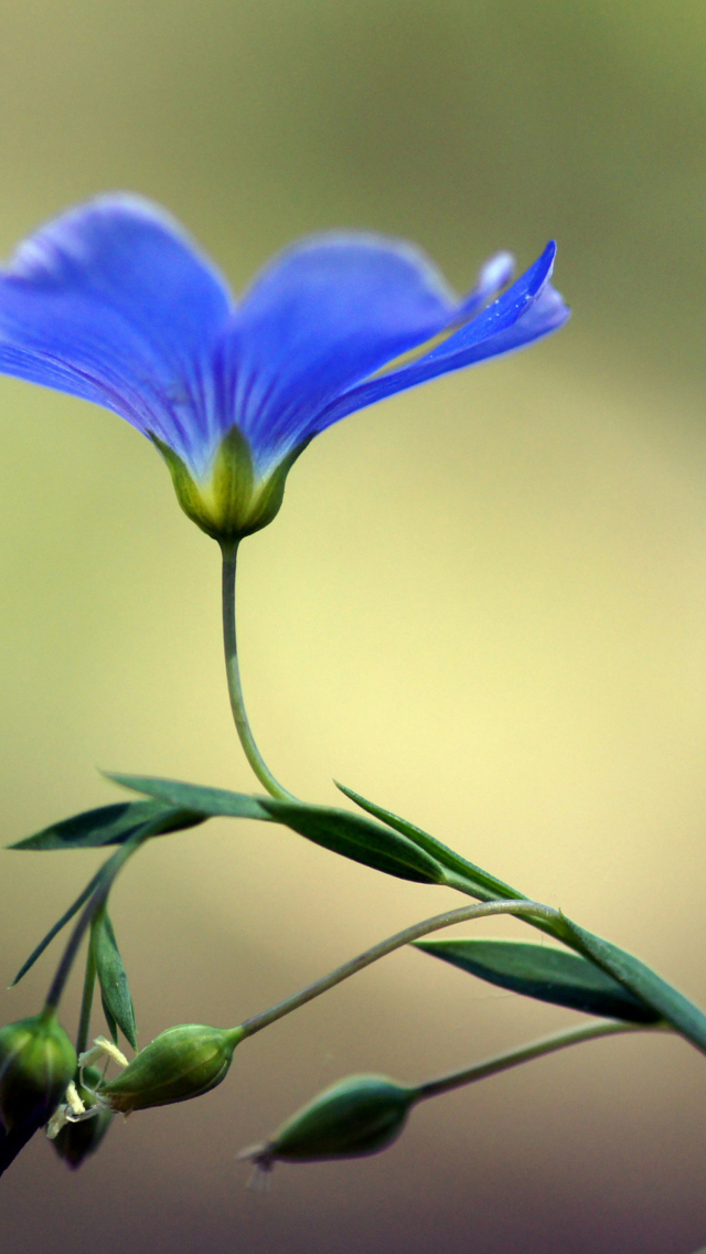 Screenshot №1 pro téma Blue Flower 640x1136