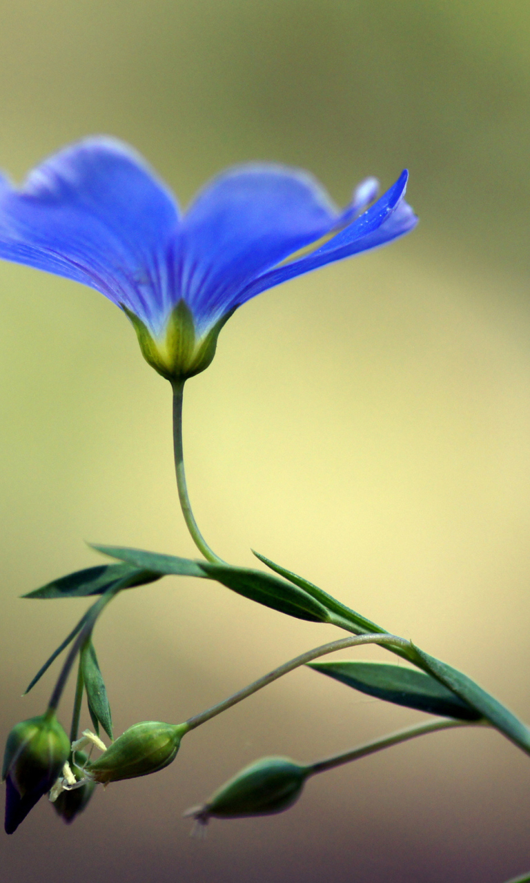 Fondo de pantalla Blue Flower 768x1280