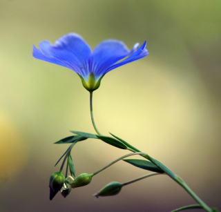 Blue Flower - Obrázkek zdarma pro iPad 2