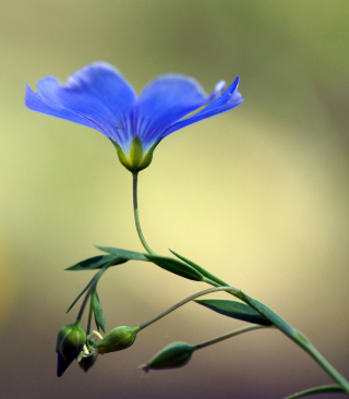 Blue Flower - Obrázkek zdarma pro LG Quantum