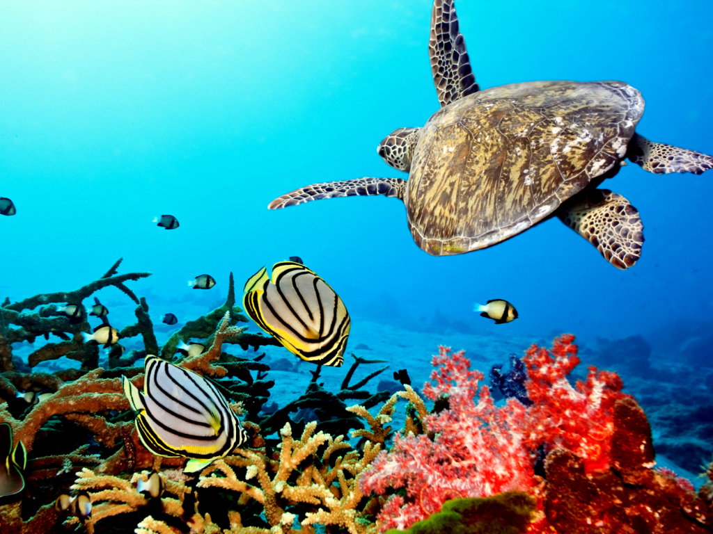 Das Caribbean Sea Turtle Wallpaper 1024x768