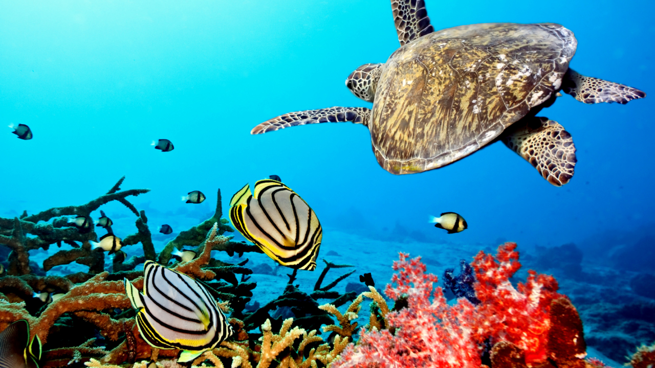 Das Caribbean Sea Turtle Wallpaper 1280x720