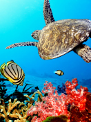 Fondo de pantalla Caribbean Sea Turtle 132x176