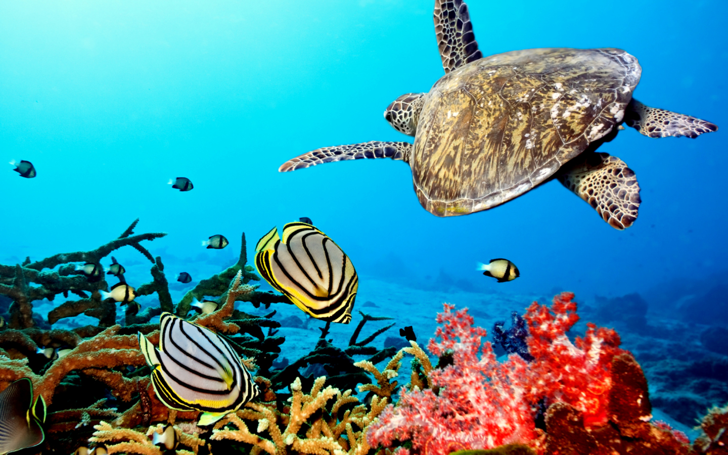 Screenshot №1 pro téma Caribbean Sea Turtle 1440x900