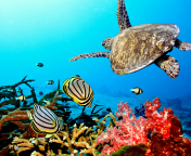 Das Caribbean Sea Turtle Wallpaper 176x144