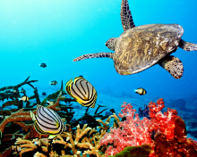 Sfondi Caribbean Sea Turtle 220x176