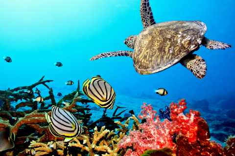 Caribbean Sea Turtle screenshot #1 480x320