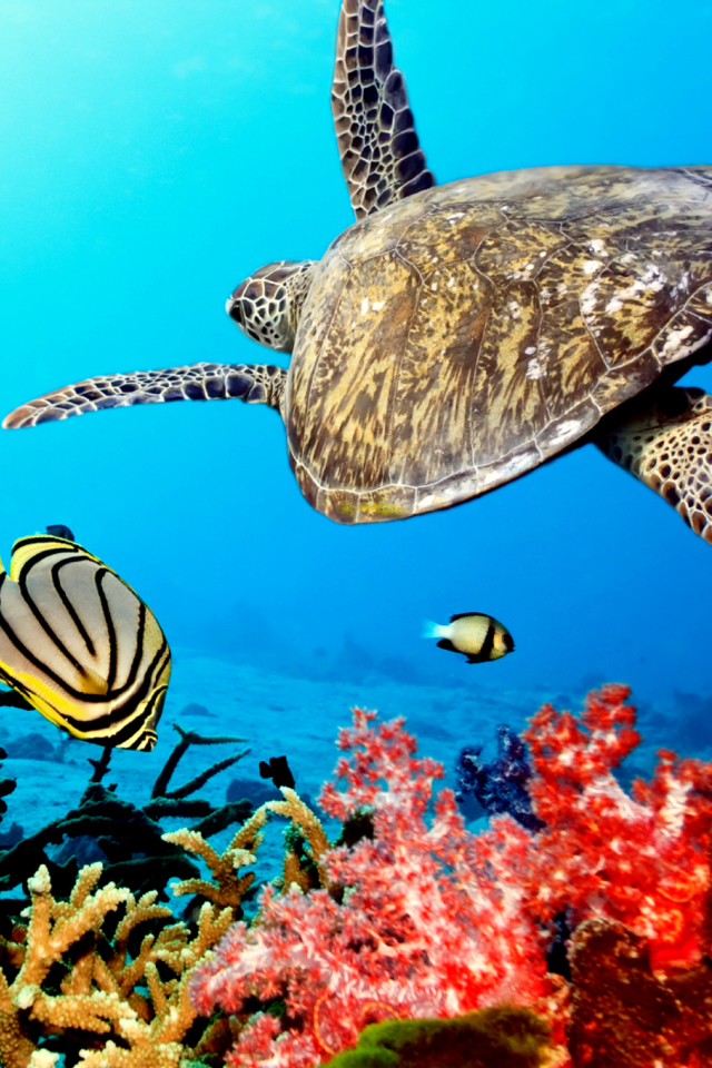 Caribbean Sea Turtle wallpaper 640x960