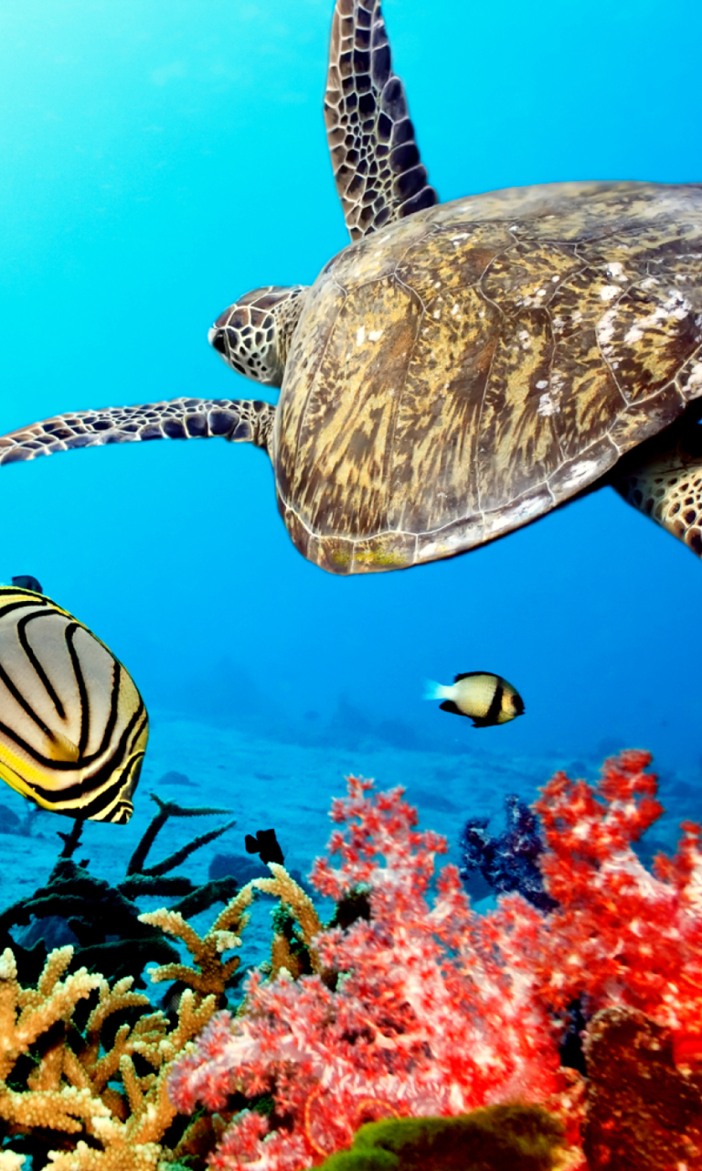 Sfondi Caribbean Sea Turtle 768x1280