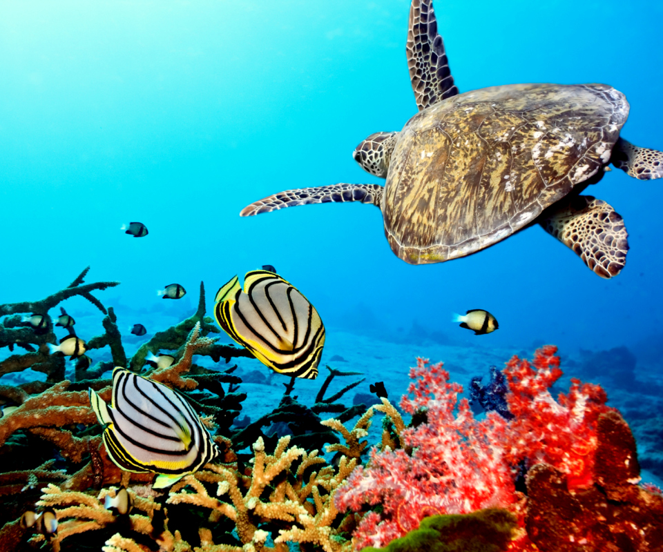 Caribbean Sea Turtle wallpaper 960x800