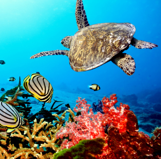 Caribbean Sea Turtle sfondi gratuiti per 1024x1024