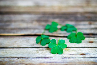 Macro clover leaves Wallpaper for Android, iPhone and iPad
