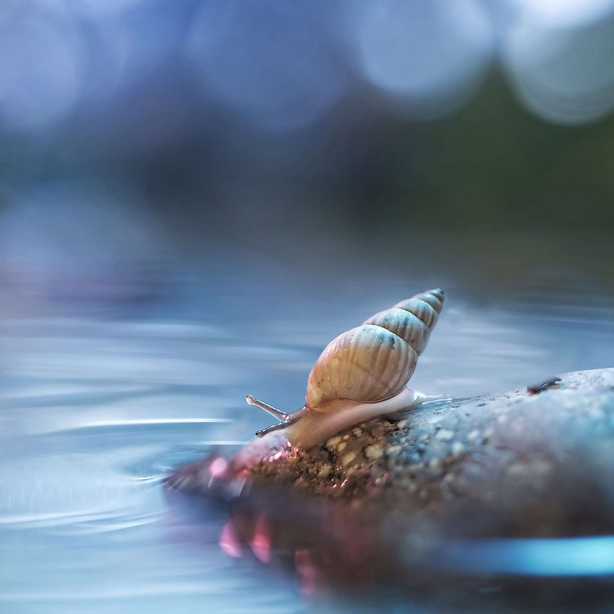 Das Little Snail Wallpaper 2048x2048