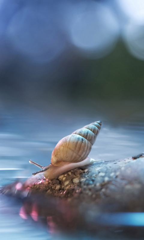 Fondo de pantalla Little Snail 480x800