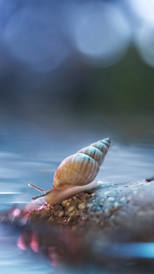 Das Little Snail Wallpaper 640x1136