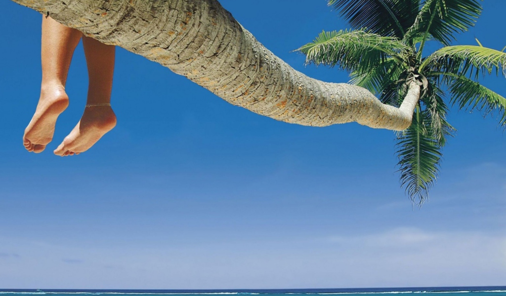 Fondo de pantalla Sitting On Palm Tree Above Ocean 1024x600