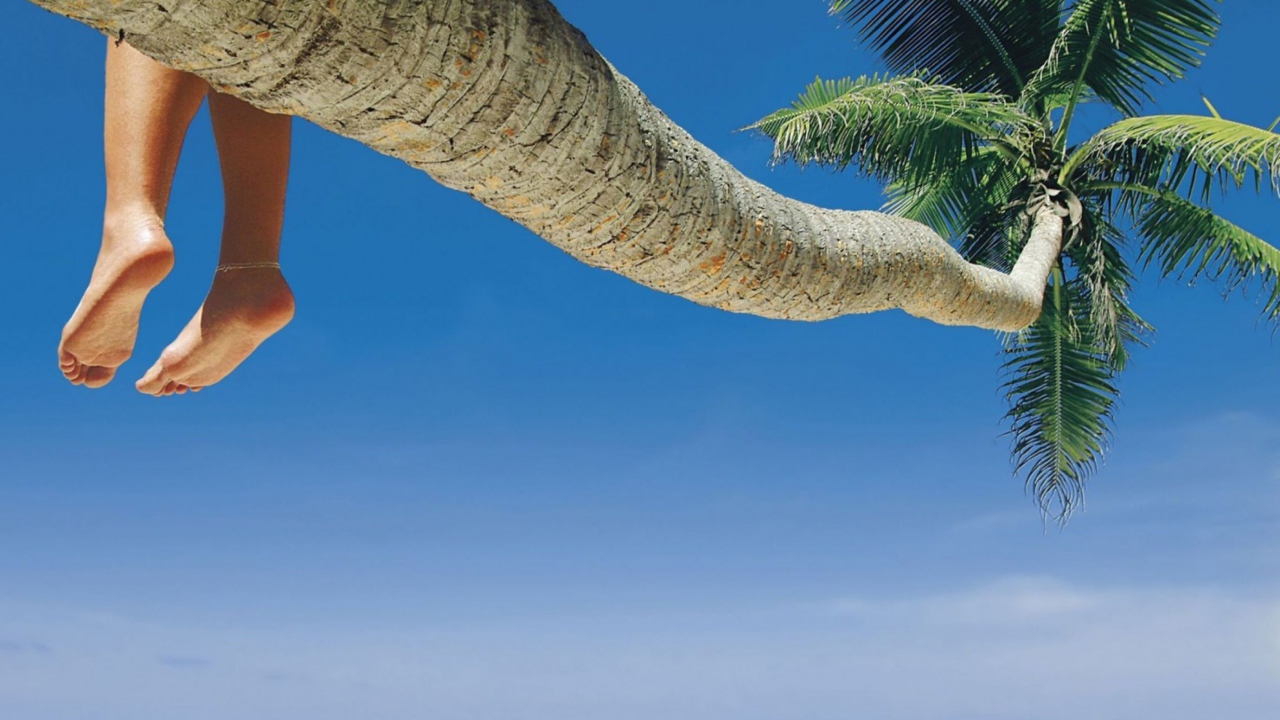 Das Sitting On Palm Tree Above Ocean Wallpaper 1280x720