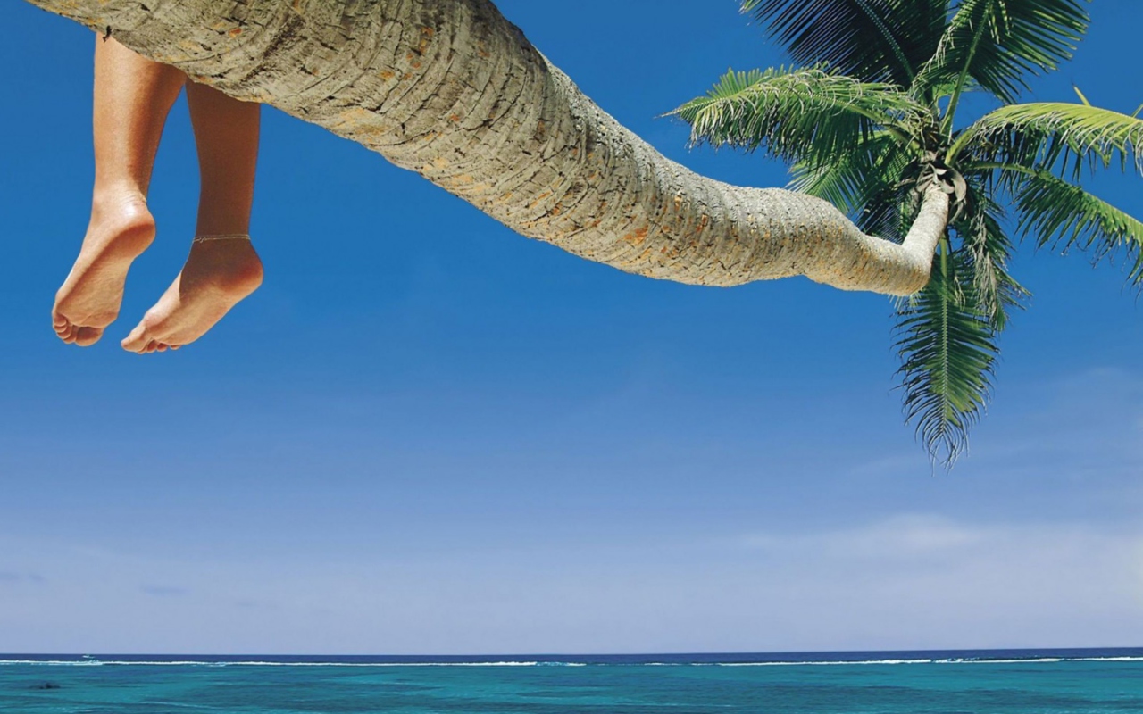 Sitting On Palm Tree Above Ocean wallpaper 1280x800