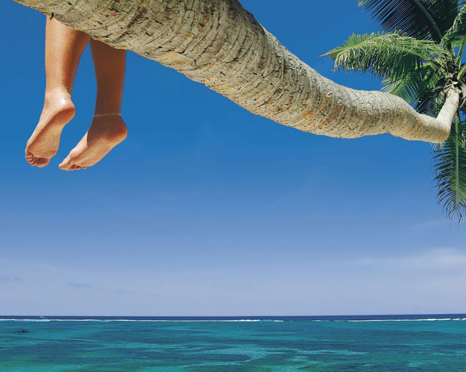 Sitting On Palm Tree Above Ocean screenshot #1 1600x1280