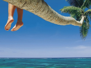 Sitting On Palm Tree Above Ocean screenshot #1 320x240