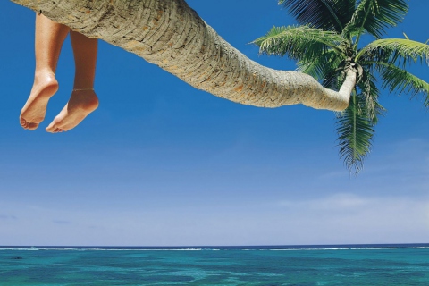 Sitting On Palm Tree Above Ocean screenshot #1 480x320