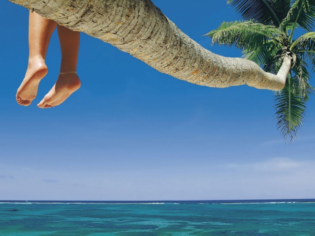 Das Sitting On Palm Tree Above Ocean Wallpaper 640x480