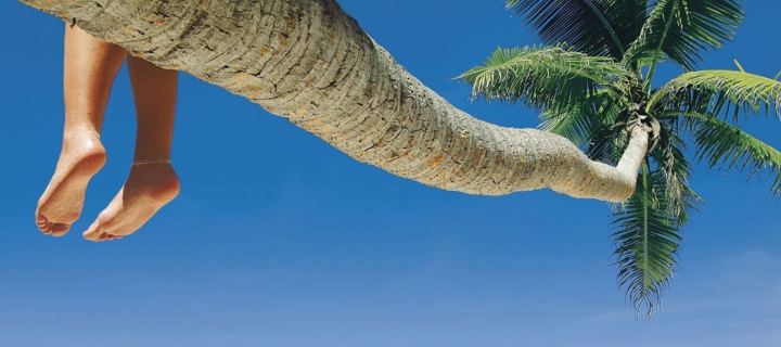 Das Sitting On Palm Tree Above Ocean Wallpaper 720x320