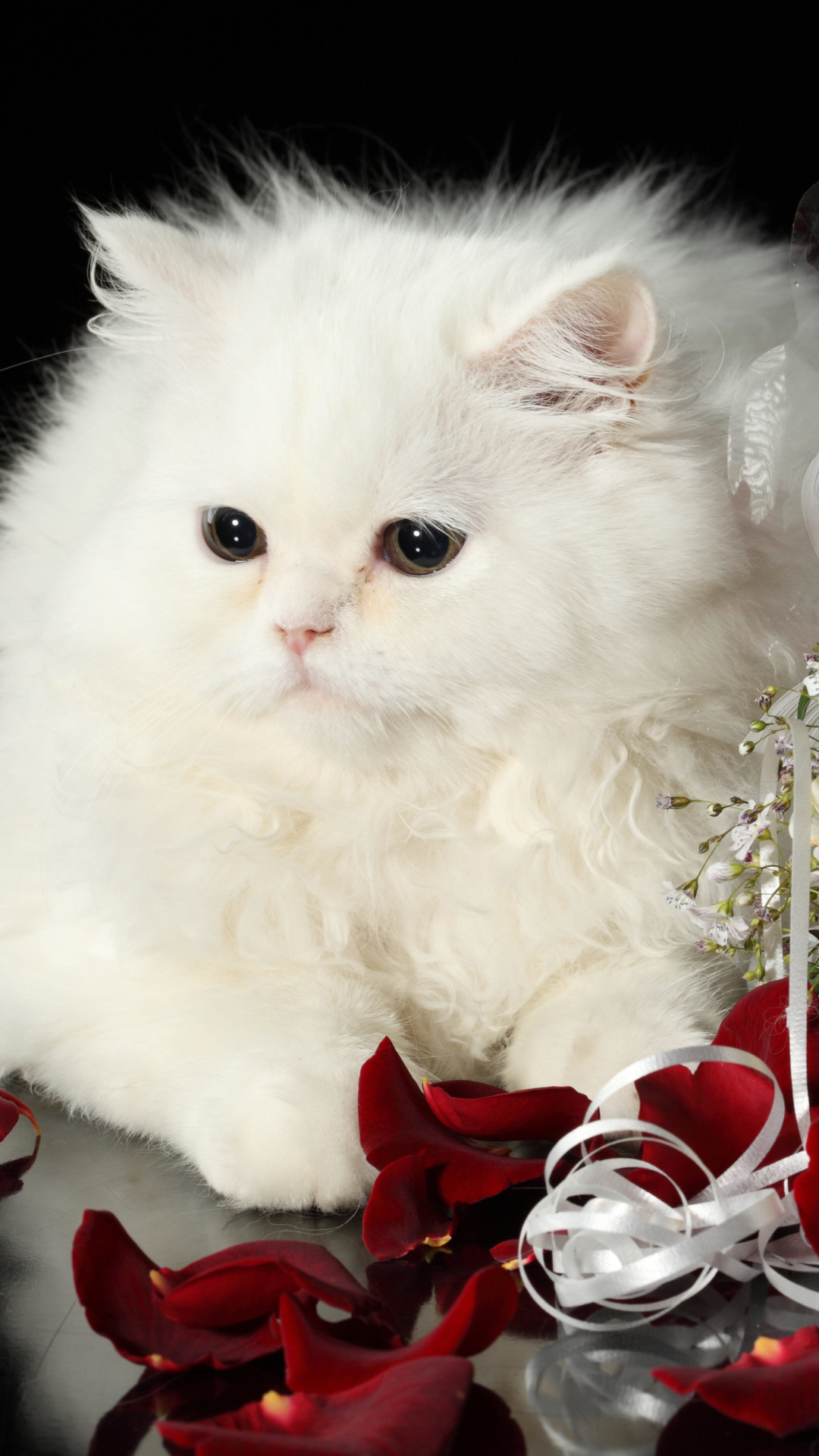 Fondo de pantalla White Cat 1080x1920