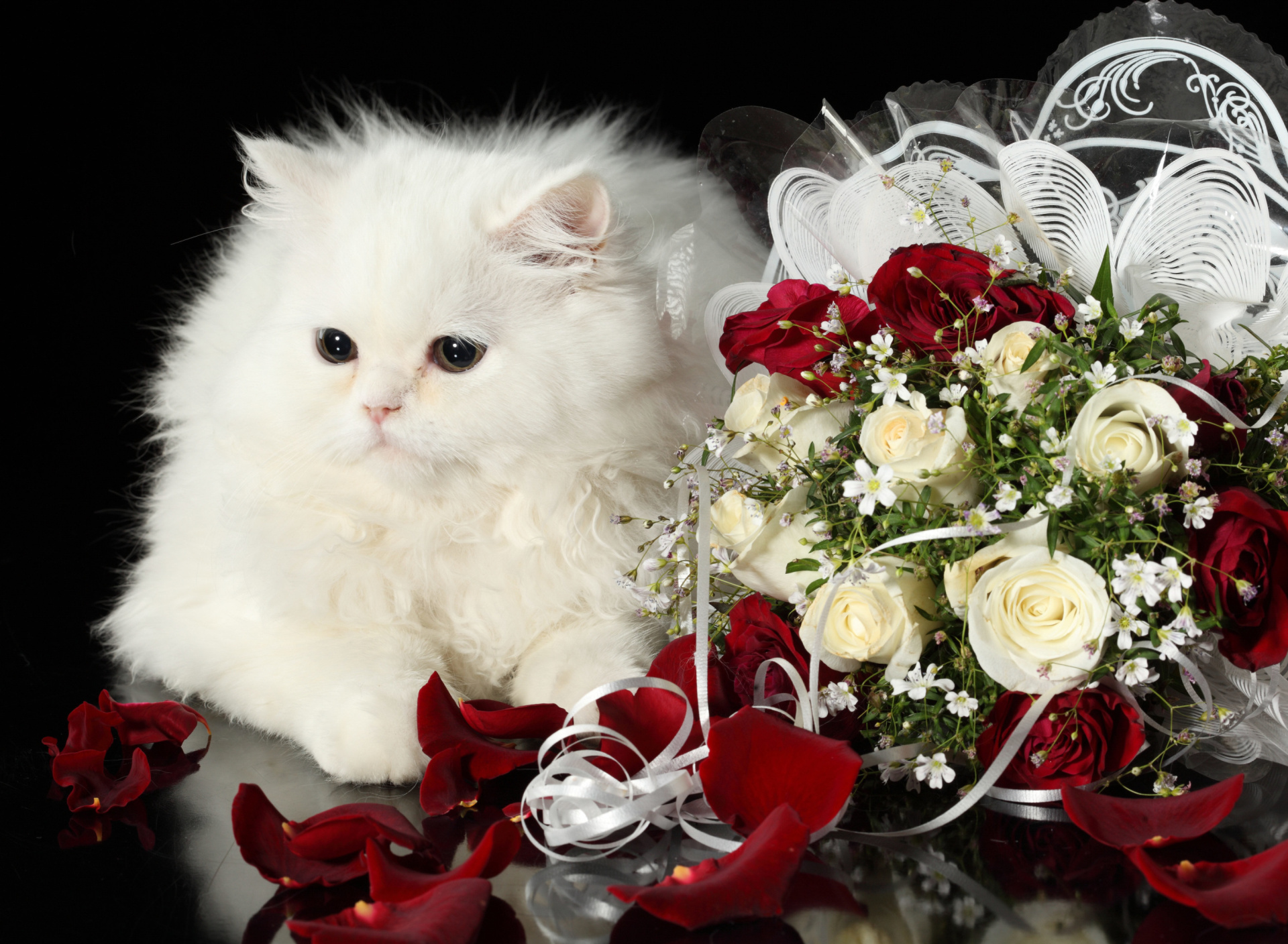 Fondo de pantalla White Cat 1920x1408