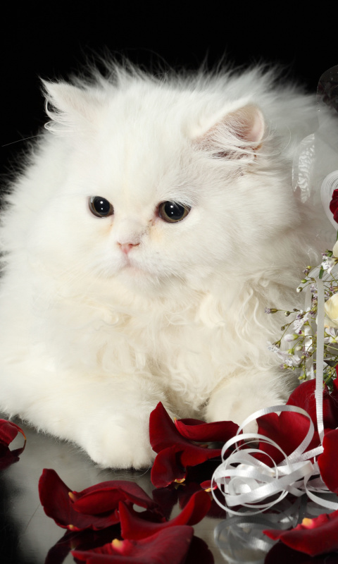 Das White Cat Wallpaper 480x800