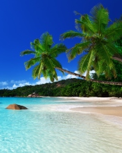 Tropical Paradise screenshot #1 176x220