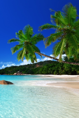 Fondo de pantalla Tropical Paradise 320x480