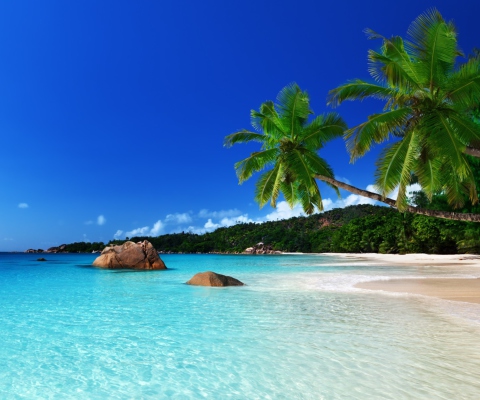 Tropical Paradise screenshot #1 480x400