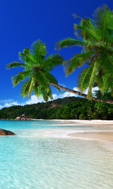 Обои Tropical Paradise 480x800