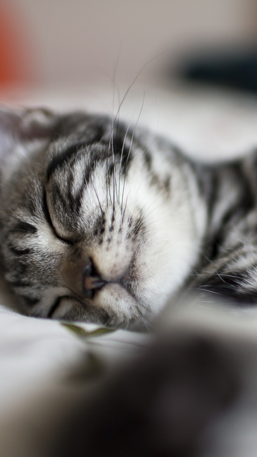 Little Striped Grey Kitten Sleeping wallpaper 1080x1920