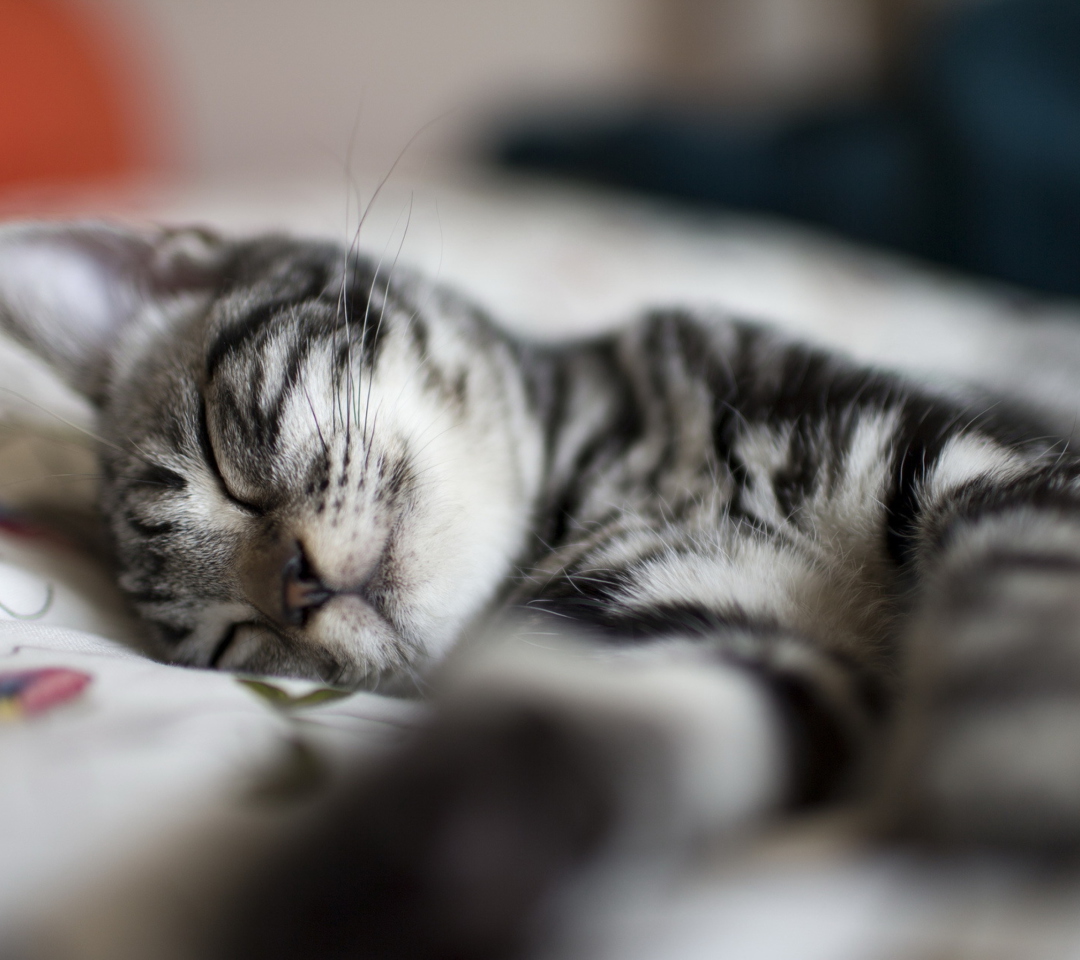 Little Striped Grey Kitten Sleeping wallpaper 1080x960