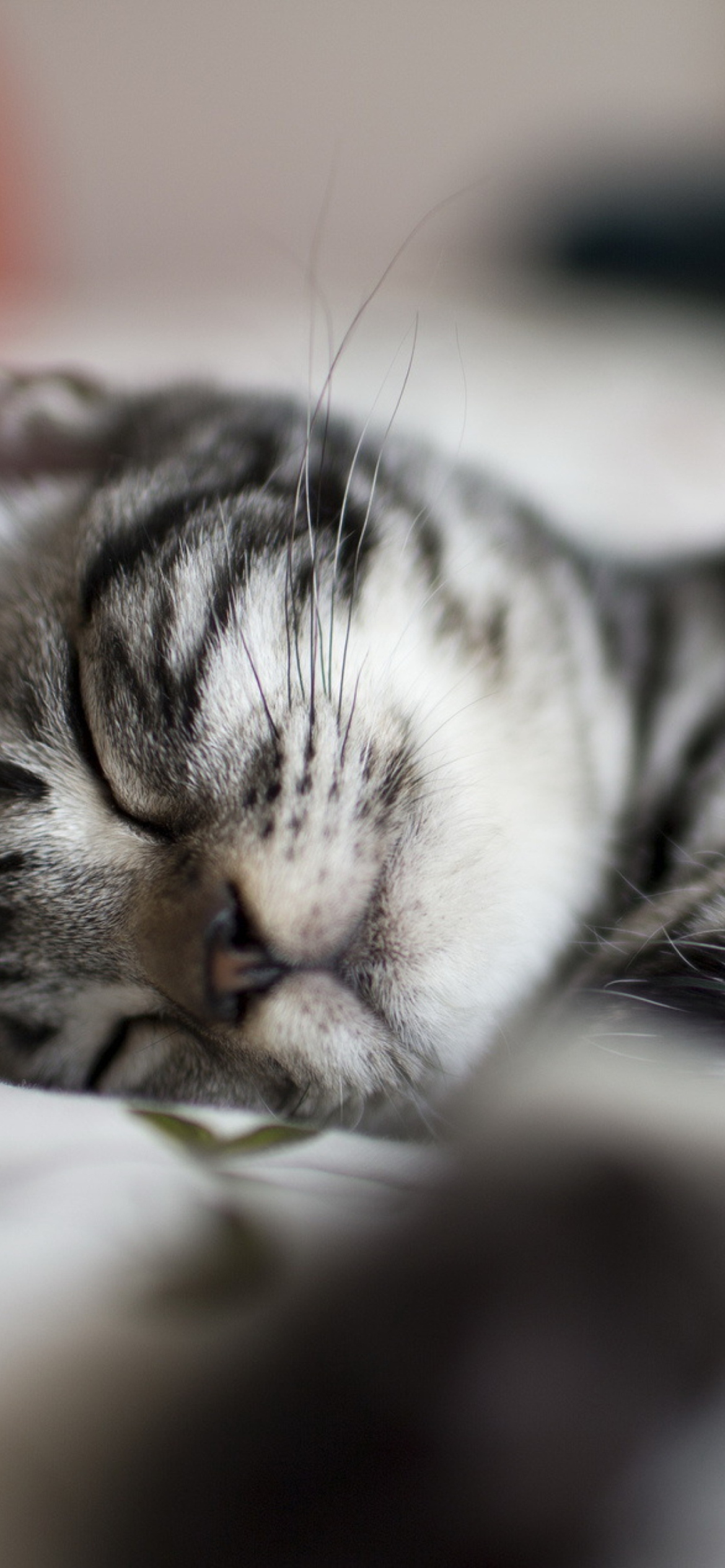 Обои Little Striped Grey Kitten Sleeping 1170x2532