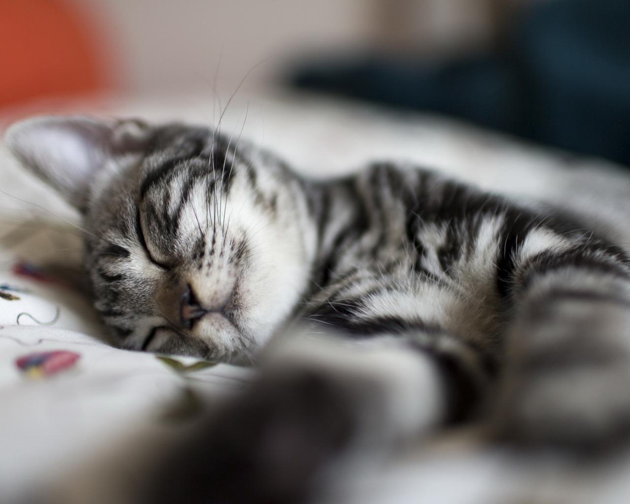 Little Striped Grey Kitten Sleeping screenshot #1 1280x1024