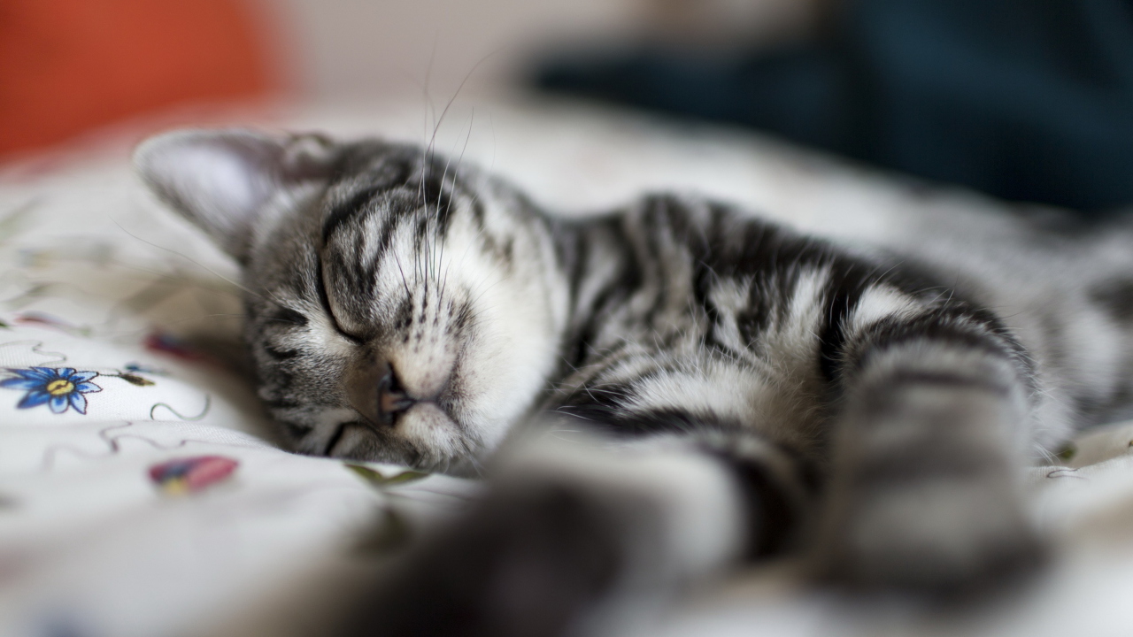 Fondo de pantalla Little Striped Grey Kitten Sleeping 1280x720
