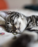 Обои Little Striped Grey Kitten Sleeping 128x160