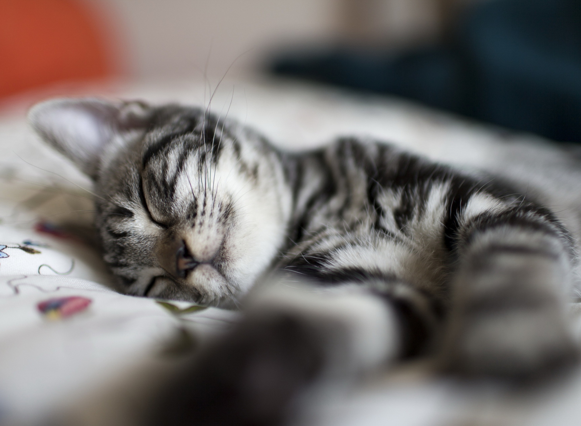 Little Striped Grey Kitten Sleeping wallpaper 1920x1408