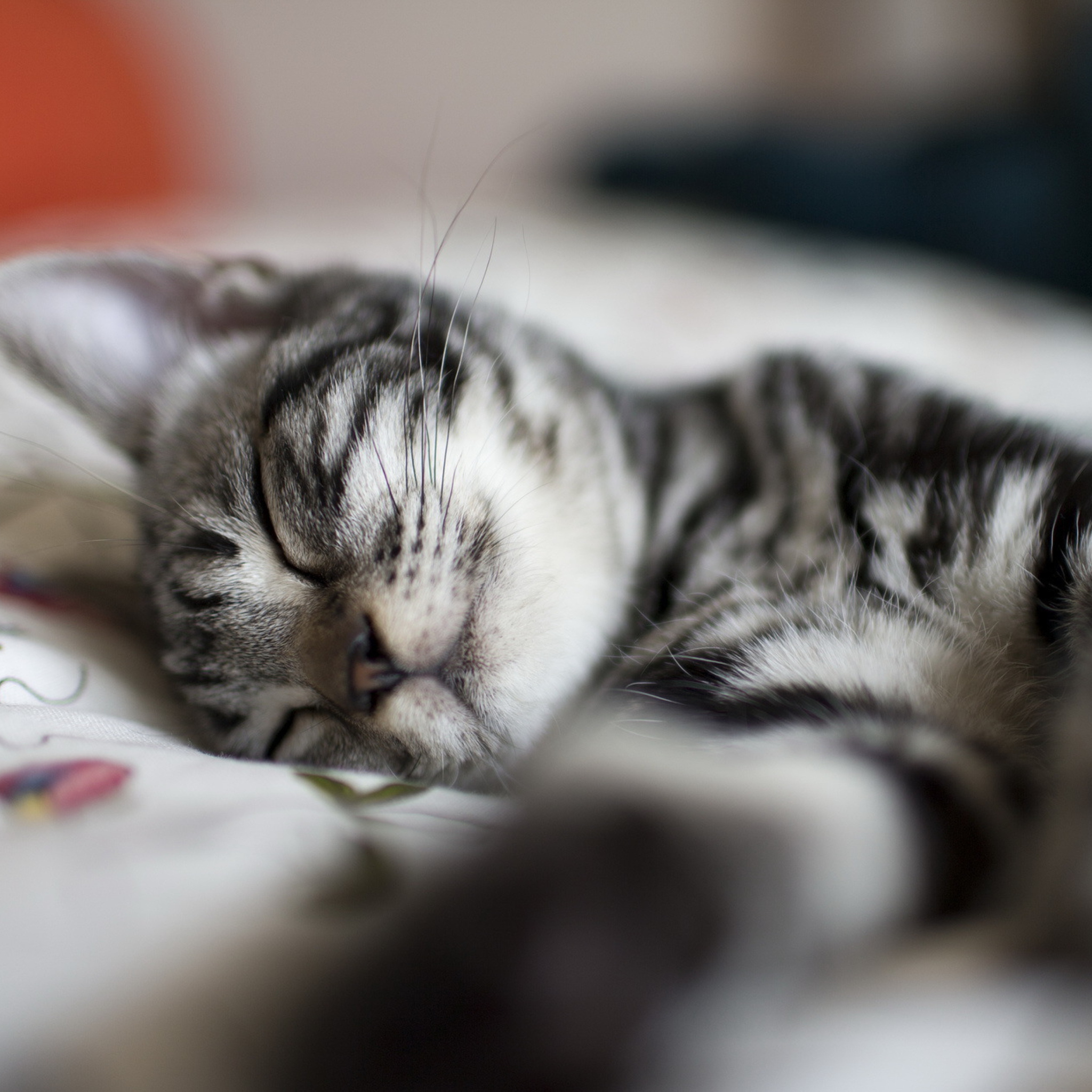 Little Striped Grey Kitten Sleeping screenshot #1 2048x2048