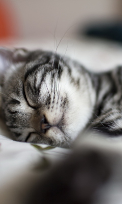 Little Striped Grey Kitten Sleeping wallpaper 240x400