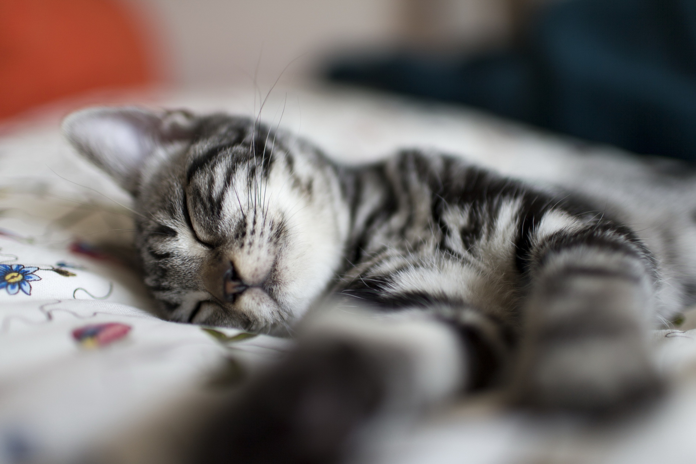 Little Striped Grey Kitten Sleeping wallpaper 2880x1920